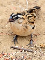 Whydah3.jpg