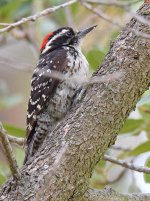 Woodpecker5.jpg