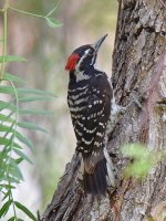 Woodpecker3.jpg