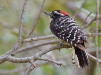 Woodpecker8.jpg