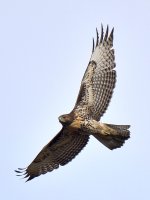 CoopersHawk3.jpg