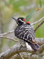 Woodpecker6.jpg