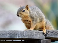 Squirrel.jpg