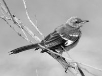 MockingbirdBW.jpg