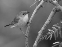 YellowThroatBW.jpg