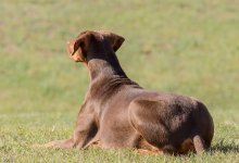 Pets-0252.jpg