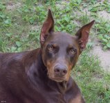 Pets-0406.jpg