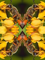 4Wasp.jpg