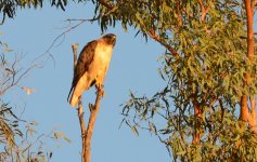 3rd July 2015 002.JPG