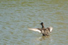 BIRDS -0009.jpg BIRDS -0009.jpg