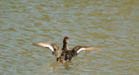 BIRDS -0008.jpg BIRDS -0008.jpg