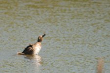 BIRDS -0005.jpg BIRDS -0005.jpg