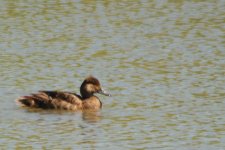 BIRDS -0004.jpg