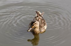 DSC_3796.jpg