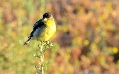 4th July 2015 016.JPG