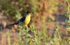 4th July 2015 021.JPG