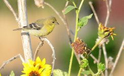 4th July 2015 024_01.JPG