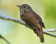 HouseWren-1.jpg