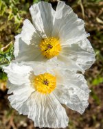 MesaFlowers-3.jpg