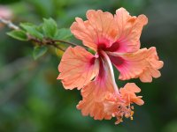 Hibiscus.jpg