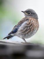 Bluebird2.jpg