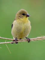 GoldFinch.jpg