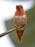 Hummer13.jpg