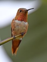Hummer12.jpg