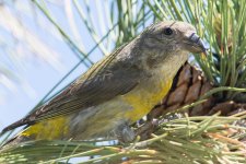 Crossbill-1.jpg