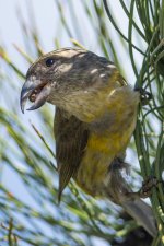 Crossbill-3.jpg