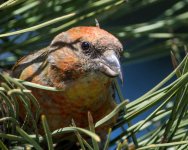 Crossbill-4.jpg