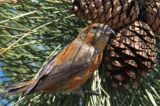Crossbill-2.jpg