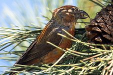 Crossbill-5.jpg