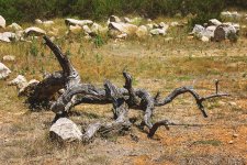 02 July 2015 - Fallen Treescape.jpg