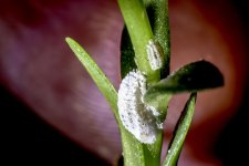 Moss Mite - 070420150013.jpg