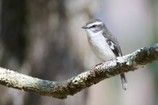 DSC_0590.jpg