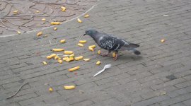 DSC_0558.jpg