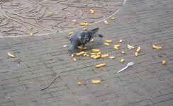 DSC_0552.jpg