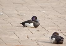 DSC_3374.jpg