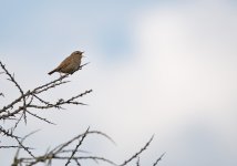 DSC_3406.jpg