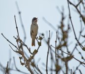 DSC_3431.jpg
