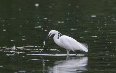 DSC_0196.jpg