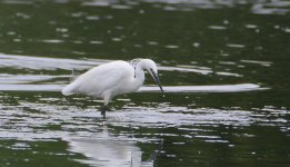 DSC_0220.jpg
