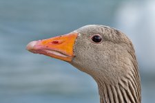 DSC_3494.jpg