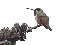Hummer4.jpg