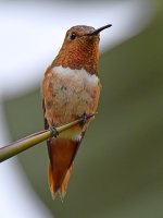 Hummer14.jpg