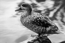 DSC_3250.jpg