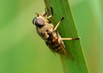 DSC_1420.jpg