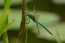 DSC_1434.jpg
