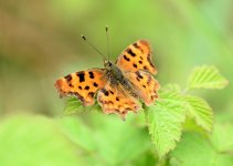DSC_1459.jpg